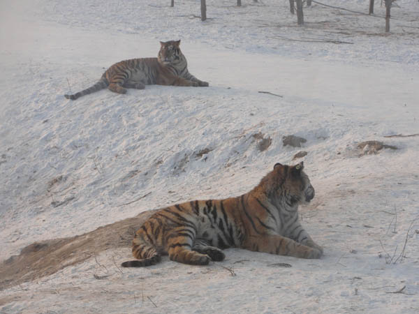 winter holiday in Heilongjiang Tiger Park 